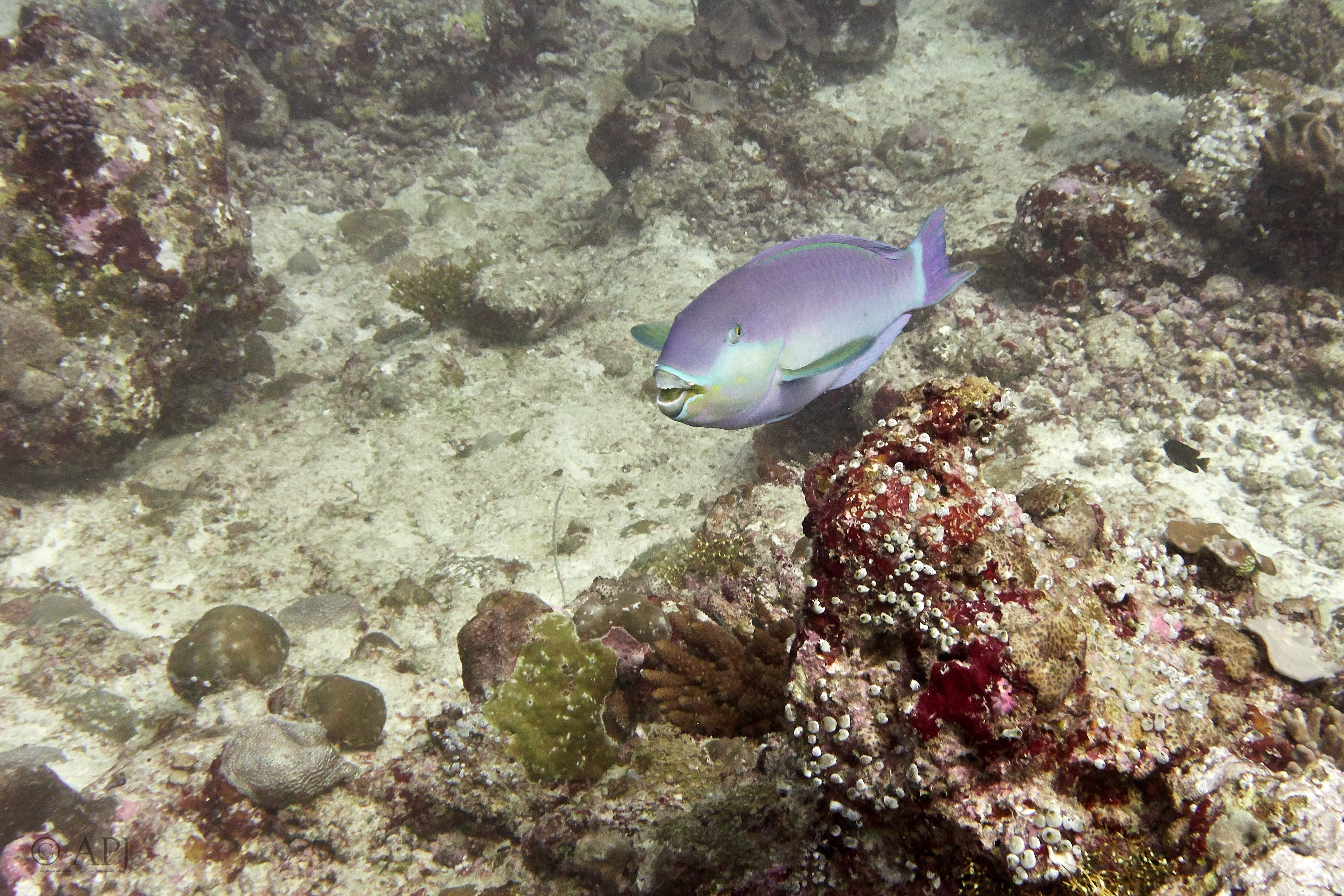 000391 14 08 17  Canon PowerShot G7 X Mark II   Malediven2017